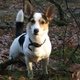 Illustration for article titled Corgi Hybrids Are The New Definition Of Cute